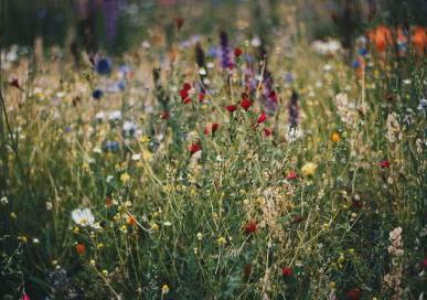 Sustainability - Greening - Wild Flowers