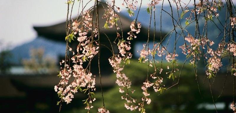Image of cherryblossoms