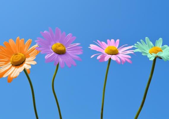 Illustration for the series: Multi-colored daisies