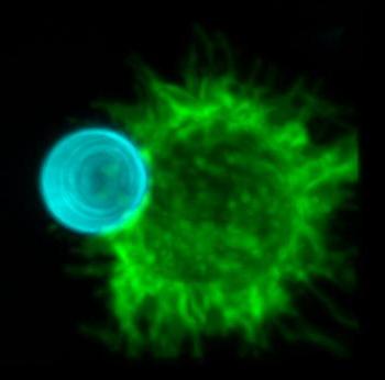 吞噬细胞的显微图像.